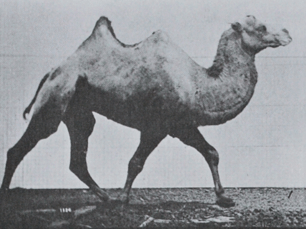 En kamel som går i passgång. Foto.