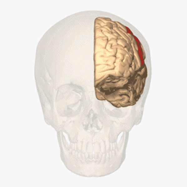 En roterande hjärna med ett rött område markerat. Illustration.
