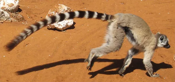 En springande lemur. Foto.