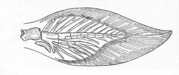 Linjeteckning av lungfiskfena. Illustration.
