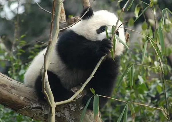 En panda äter i ett träd. Foto.