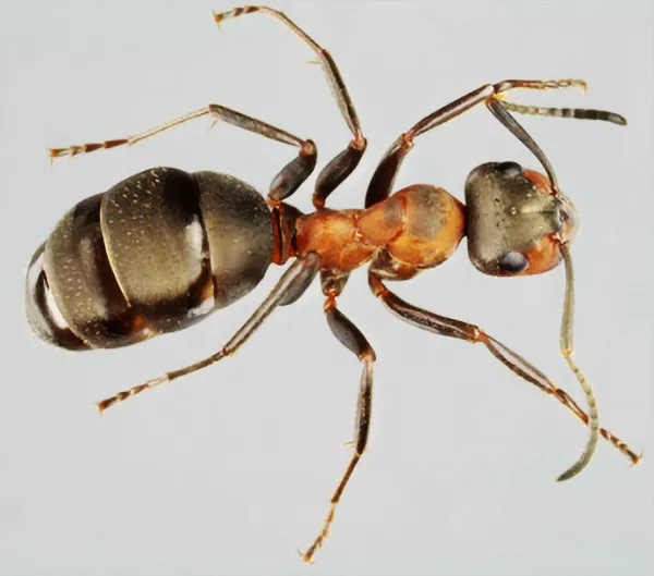 Närbild på en myra. Foto.