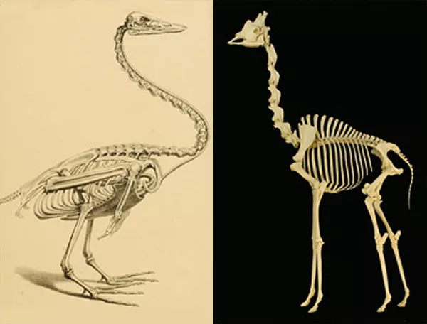 Ett svanskelett och ett giraffskelett. Illustration och foto.