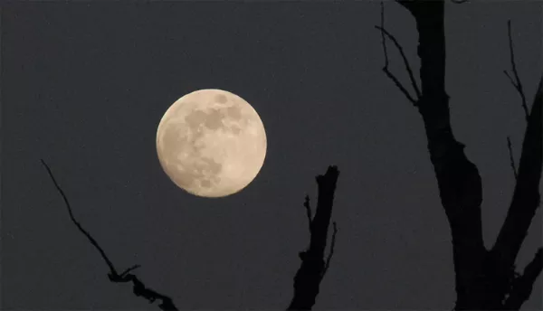 En fullmåne på en natthimmel. Foto.