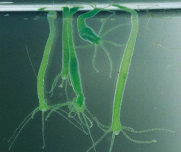 Gröna rör med tentakler hänger ner. Foto.