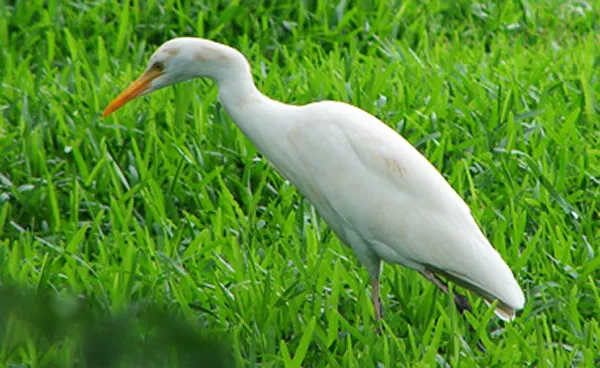 En vit fågel står på grönt gräs. Foto.