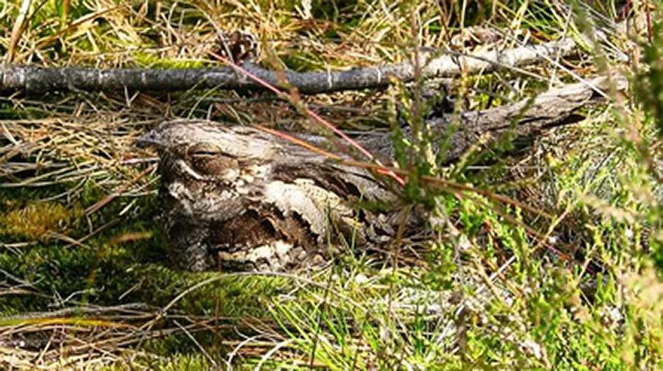 En brun fågel ligger bland torrt gräs. Foto.