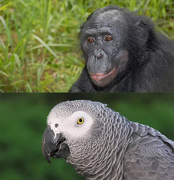 En apa och en papegoja. Fotokollage.