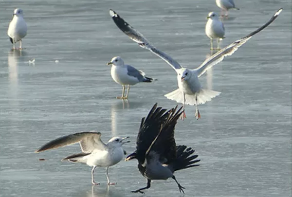 Flaxande fåglar på is. Foto.