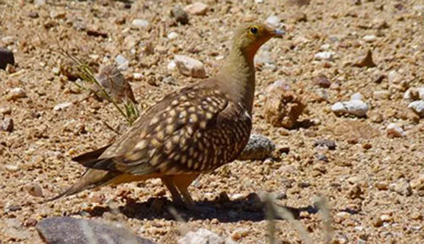 En brun fågel mot brun sand. Foto.