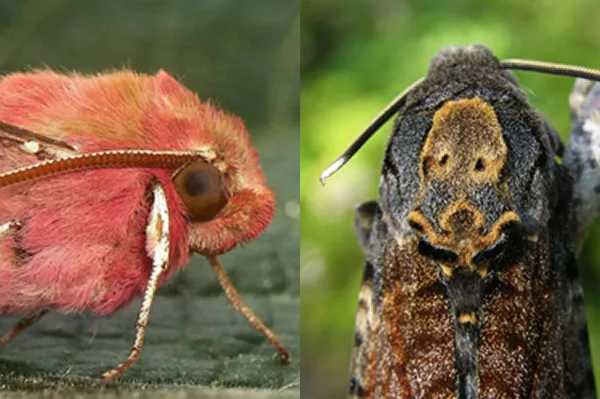 Närbild på två insekter. Fotokollage.