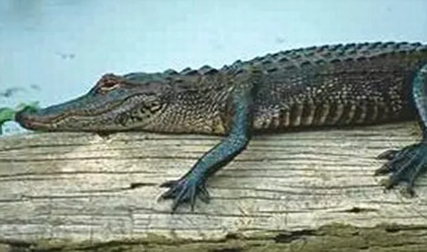 En alligator ligger på en trädstock. Foto.