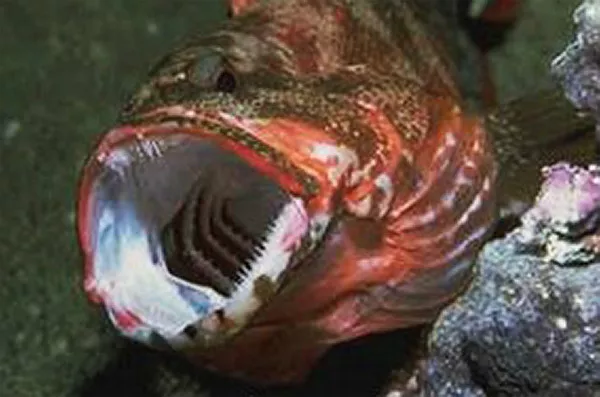 Gälar sedda genom munnen på en gapande fisk. Foto.
