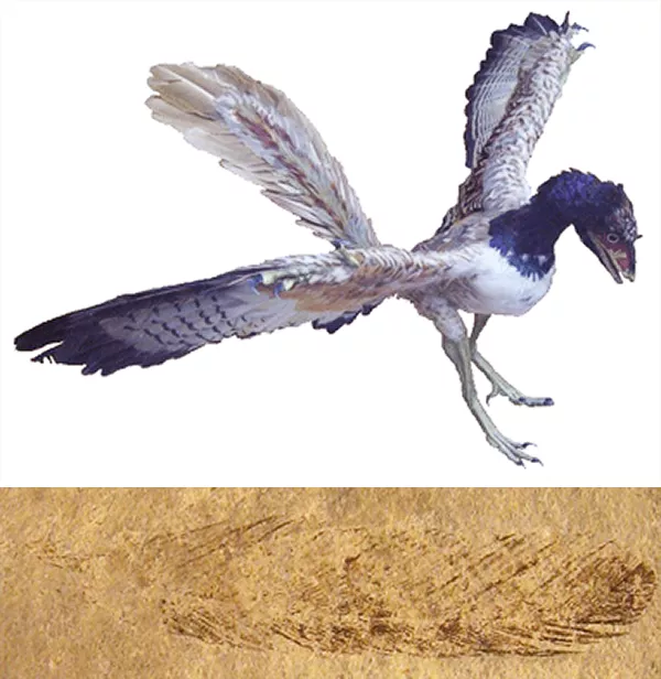 Fågelliknande djur och fossil fjäder. Kollage
