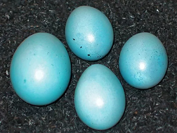 Fyra blåa ägg. Ett är lite större än övriga. Foto.