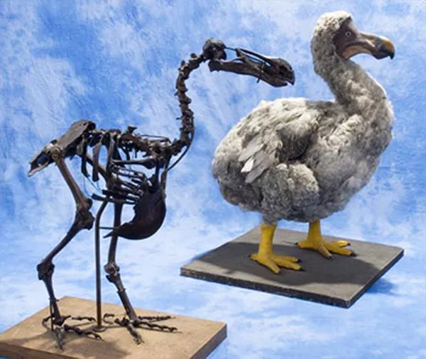 Ett skelett och en modell av en icke flygkunnig fågel. Foto.