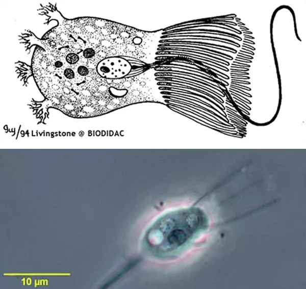 En tecknad cell med utskott och ett foto av en encellig organism med utskott. Kollage.