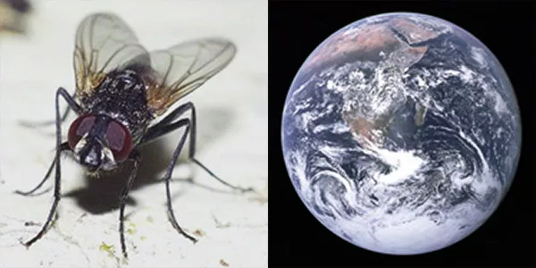 En stillasittande fluga. Jorden sedd från rymden. Fotokollage.