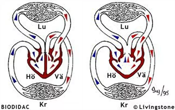 Schematisk bild över hur blodet cirkulerar i fyra- och trerummiga hjärtan. Illustration.