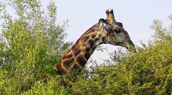 Ett giraffhuvud sticker upp bland trädkronor. Foto.