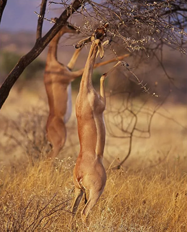 Två djur som står på bakbenen och betar i träd. Foto.