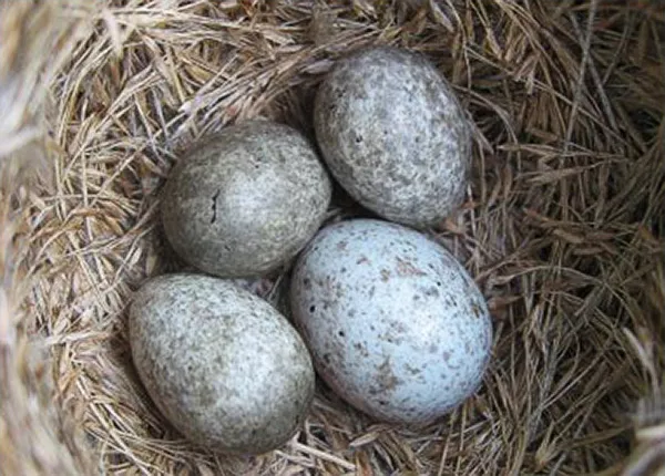 Fyra fläckiga ägg i ett fågelbo. Ett är lite större än de andra. Foto.