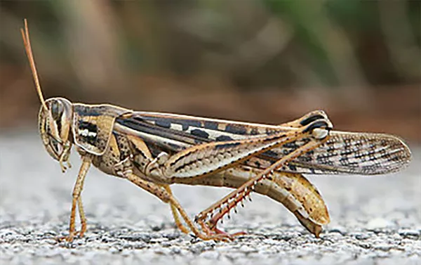 En närbild på en svart, brun och vit gräshoppa. Foto.