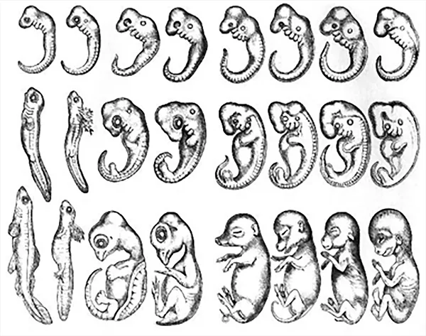 Tre olika fosterstadier hos några ryggradsdjur. Illustration.