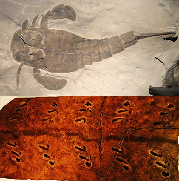 Fossil av ett kräftliknande djur i sten och små svarta spår i en sten. Fotokollage.