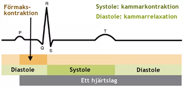Närbild på en EKG-graf. Illustration.
