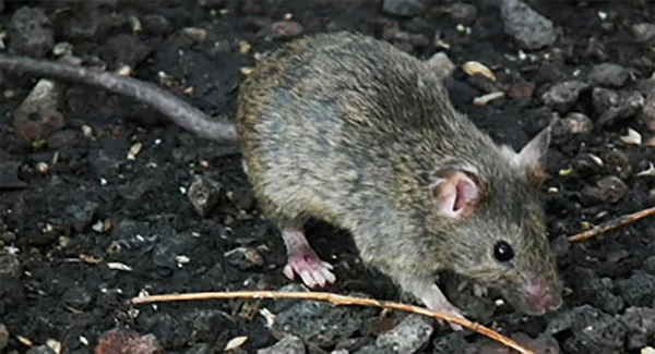 En mus står på marken. Foto.