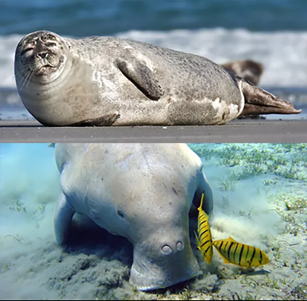 En säl solar på en strand. Ett stort djur letar mat på havsbottnen. Fotokollage.