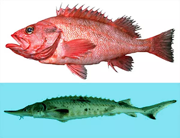 En röd fisk med taggig ryggfena. En avlång fisk med lång nos. Fotokollage.