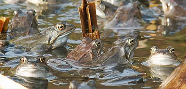 Ett antal grodor tittar upp ur vattnet. Foto.