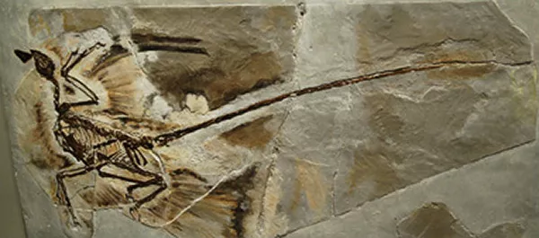 Fossilavgjutning av ett fågelliknande skelett. Foto.