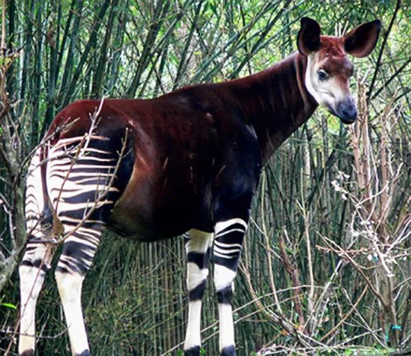 Ett djur med randiga ben, brun kropp och litet huvud på en lång hals. Foto.