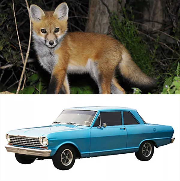 En räv i skogen och en frilagd bil. Fotokollage.