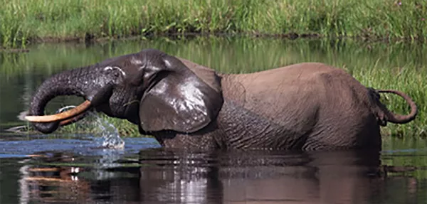 En elefant står med vatten till magen. Foto.