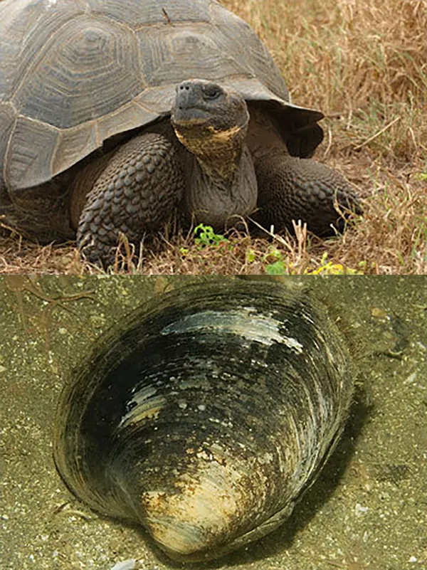 En sköldpadda tittar ut ur sitt skal. En mussla ligger på botten. Fotokollage.