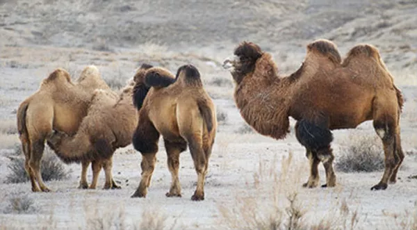 Flera kameler står tillsammans på sand med sparsamt med växtlighet. Foto.