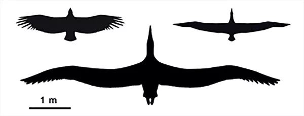 Konturer av tre fåglar, två mindre och en stor. Illustration.