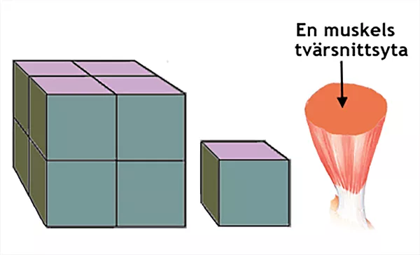 Fyra kuber på varandra två och två, en kub och en muskel i tvärsnitt. Illustration.