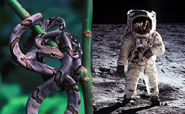 En orm i ett träd och en astronaut. Fotokollage.