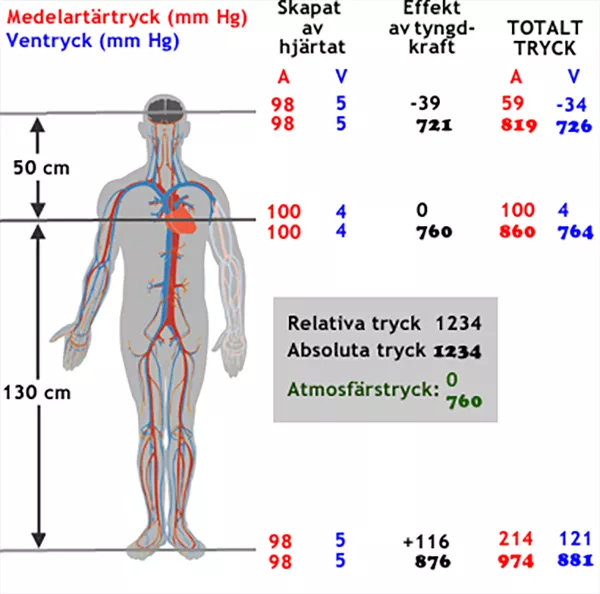 Schematisk illustration av blodtrycket hos en människa.