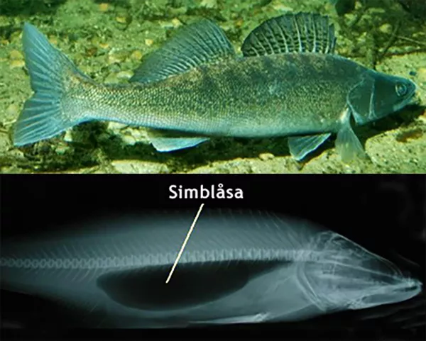 En simmande fisk och en röntgenbild av en fisk. Fotokollage.