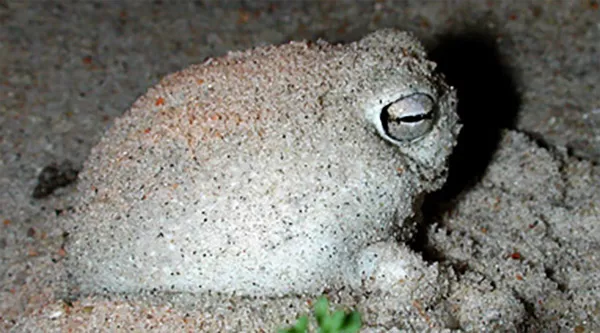 En groda sitter i sand. Foto.