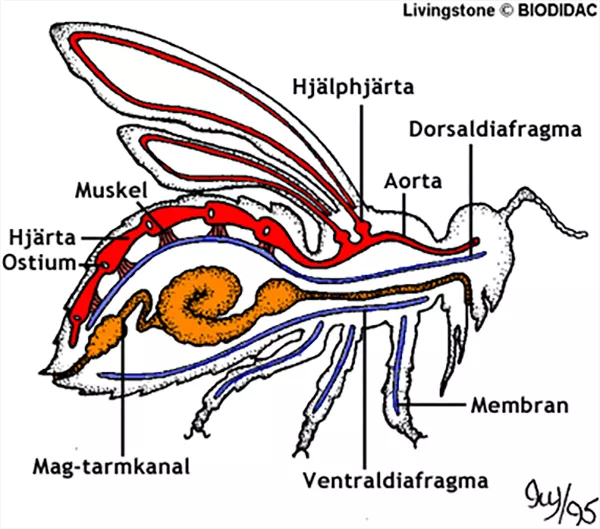 Illustration av insekters cirkulationssystem.