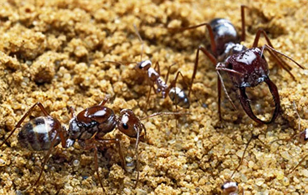 Två myror kryper i sand. Foto.