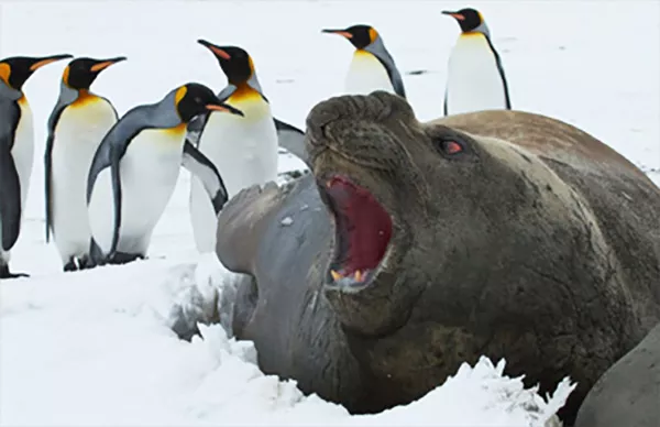 En sjöelefant ligger bland pingviner. Foto.