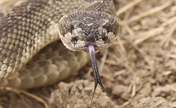 En orm, sedd framifrån, som räcker ut tungan. Foto.